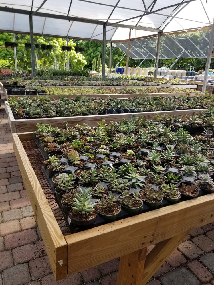 Variety of succulent plants for sale at an outdoor kendall nursery and garden center