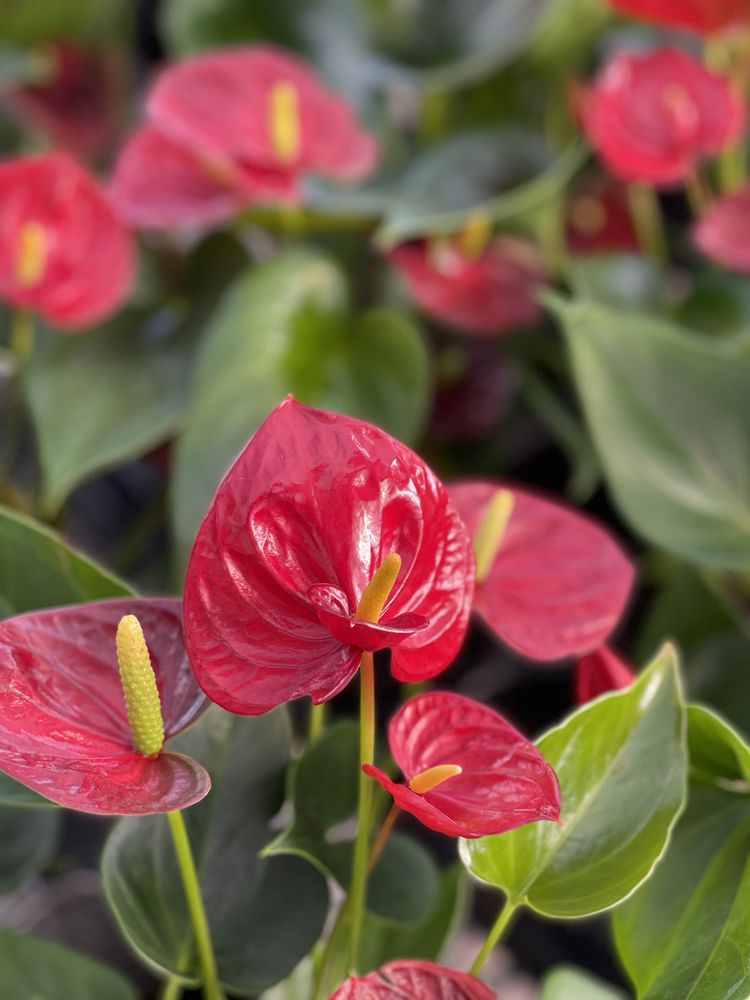 Red anthurium flowers with glossy green leaves in Kendall plant nursery