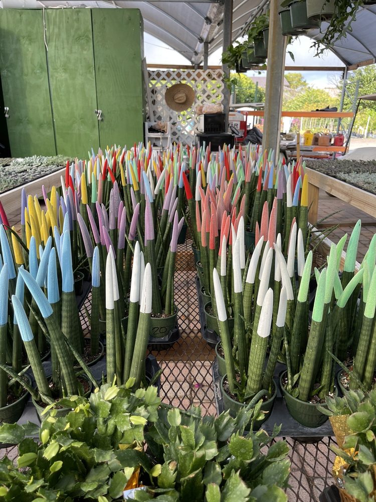 Colorful painted Sansevieria snake plants for sale at a Kendall garden center.
