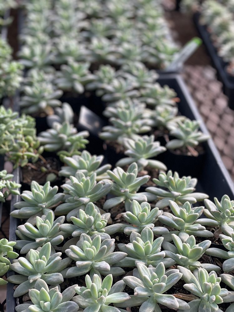 Succulent Echeveria plants and cactus in Kendall nursery for home garden