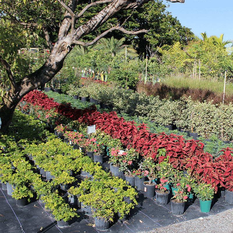 Outdoor plant nursery in Kendall with vibrant red poinsettias and tropical green plants