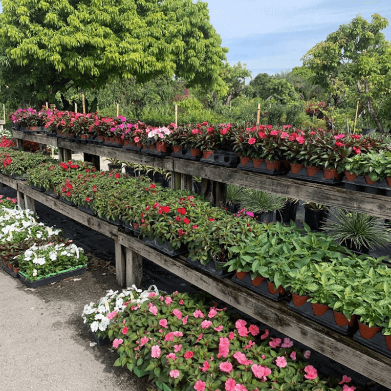 Colorful flowering plants at a garden center and plant nursery in Kendall.