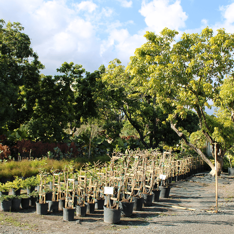 Young fruit trees for sale lined up in a plant nursery