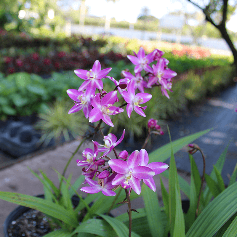 Vibrant purple ground orchids flourishing in a tropical garden center in Kendall