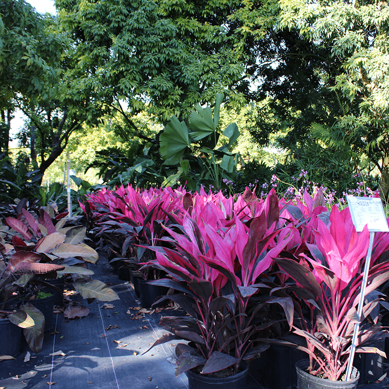 Rows of pink and burgundy Ti plants for sale at Margaritas Nursery and garden center