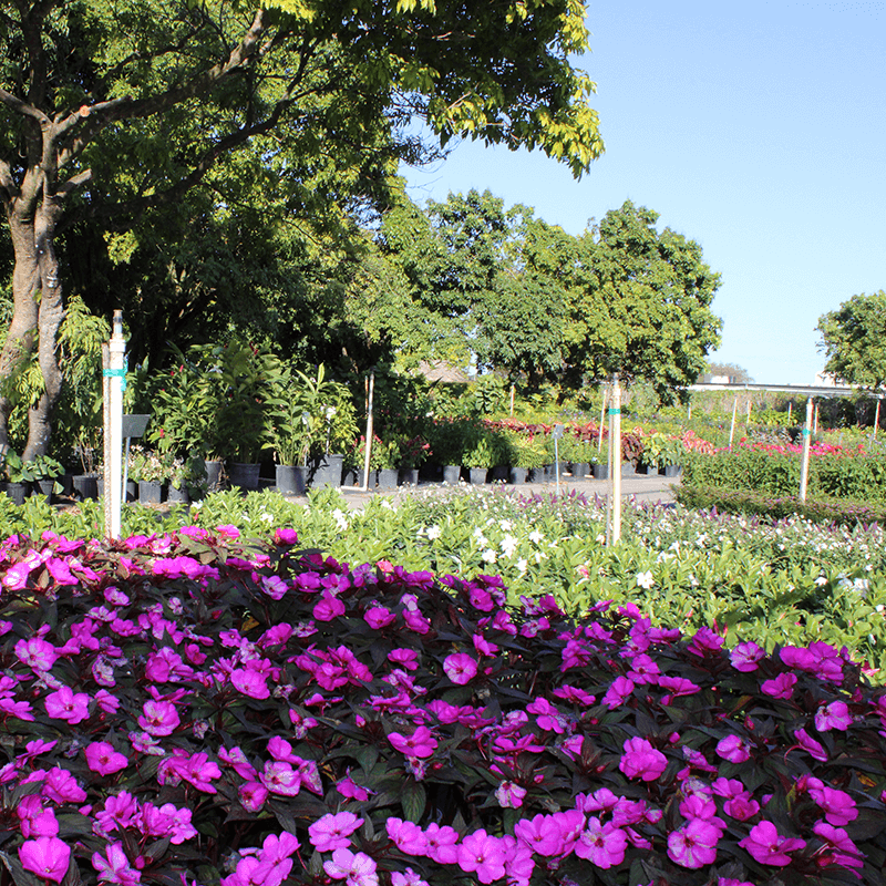 Vibrant pink flowers in foreground at a plant nursery and garden center in Kendall