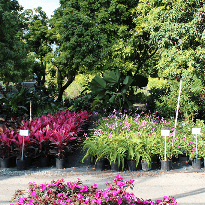 Kendall garden center and plant nursery with a variety of tropical plants and flowers for landscaping