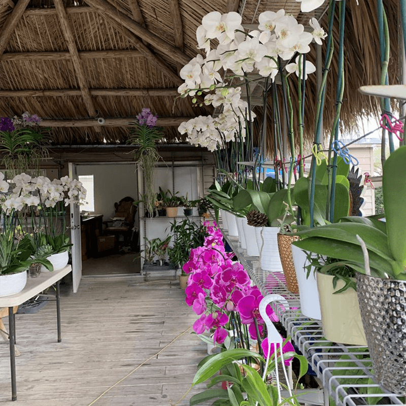 orchids in bloom at a greenhouse nursery and garden center in Miami