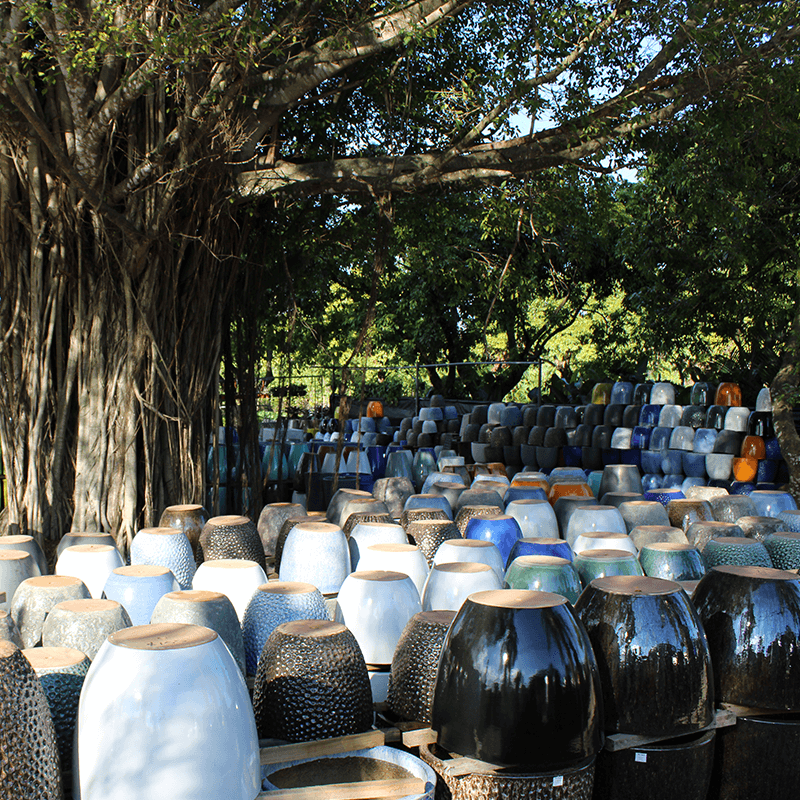 Large selection of glazed ceramic pots under the shade of a banyan tree