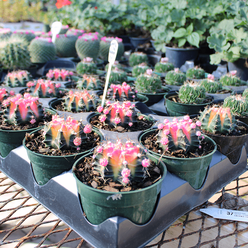 Vibrant pink blooming cacti for sale at a sunny outdoor plant nursery and garden center